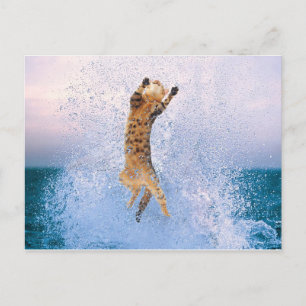 Carte Postale Attente du chat