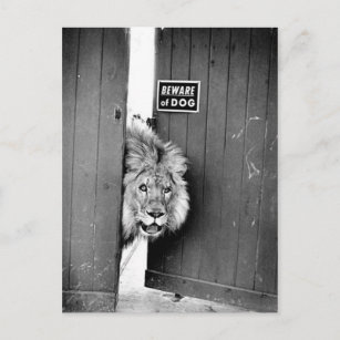 Lion Noir Blanc Cartes postales Pas de quantit minimum Zazzle FR