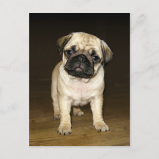 Carte Postale Attentive Pug Postcard