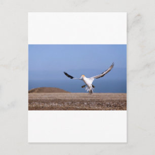 Carte Postale Atterrissage de Gannet à la colonie de Cape Kidnap