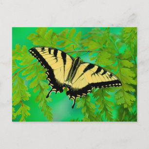 Carte Postale Atterrissage de papillon à queue noire