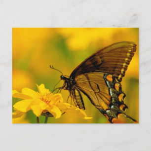 Carte Postale Atterrissage doux