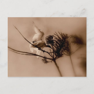 Carte Postale atterrissage en douceur