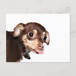 Carte postale attitude Chihuahua