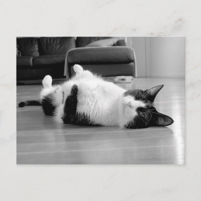Carte Postale Attitude du chat (Devant)