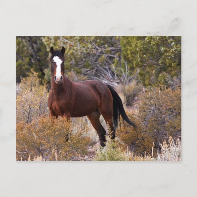 Carte Postale Attrapez-Moi Si Vous Pouvez (Devant)