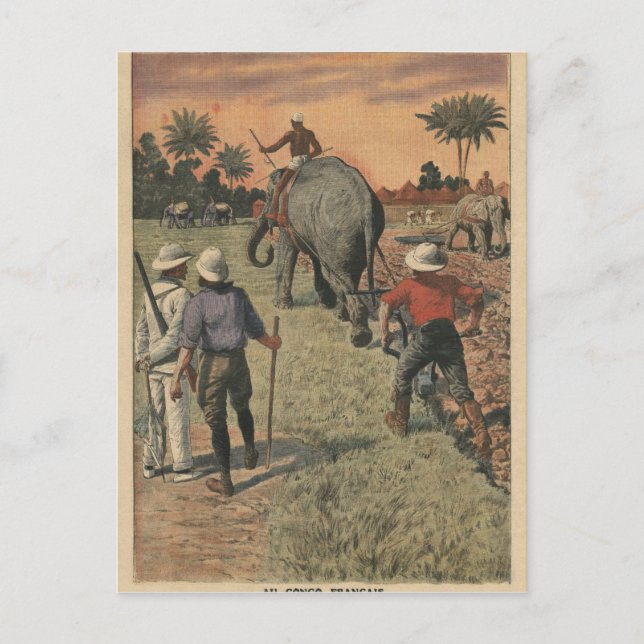 Carte Postale Au Congo français, l'éléphant s'est entraîné à lab (Devant)