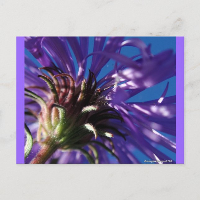 Carte Postale Au-dessous d'un aster (Devant)