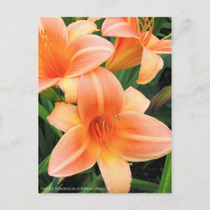 Carte Postale Au jour le jour : Hemerocallis "Princesse Persane"