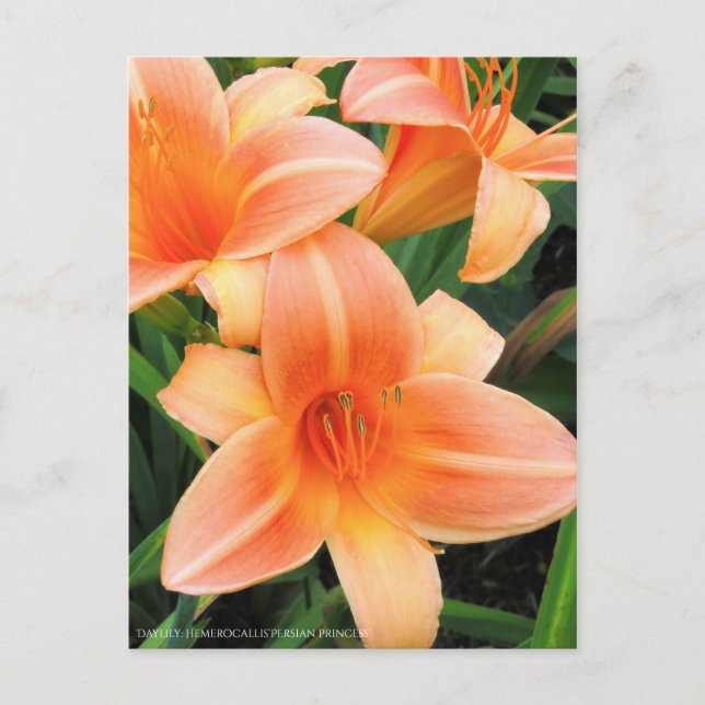 Carte Postale Au jour le jour : Hemerocallis "Princesse Persane" (Devant)