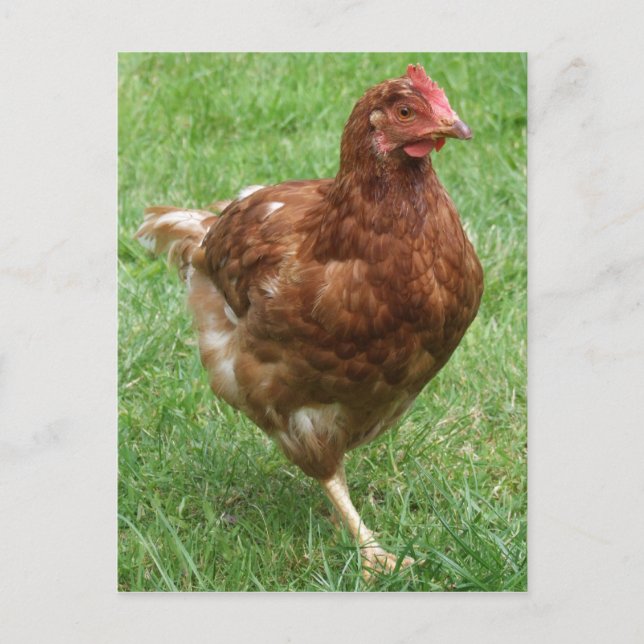 Carte postale au poulet (Devant)