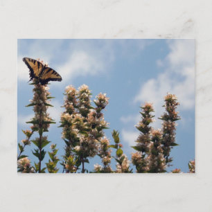 Carte Postale Au sommet du monde