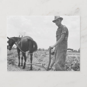 Carte Postale Au travail dans le coton