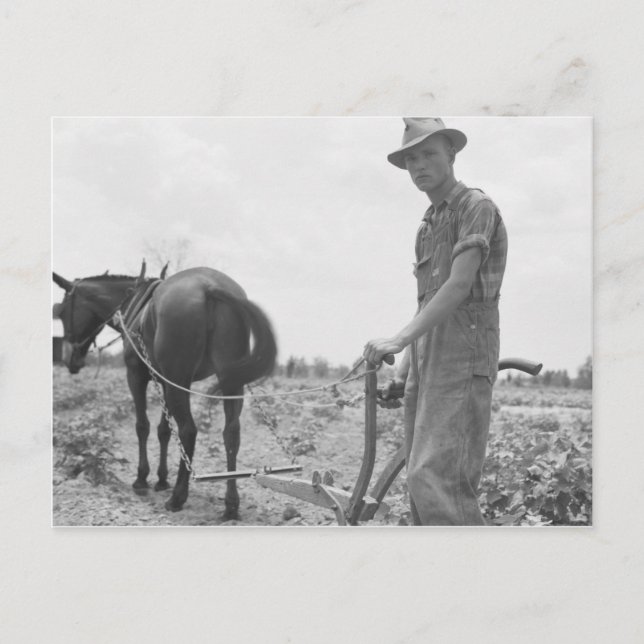 Carte Postale Au travail dans le coton (Devant)