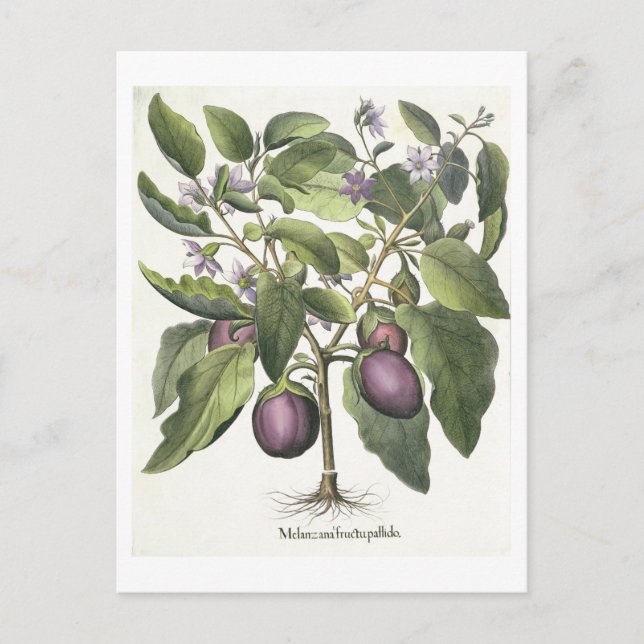 Carte Postale Aubergine : Melanzana fructu pallido, from the 'Ho (Devant)