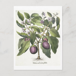 Carte Postale Aubergine : Melanzana fructu pallido, from the 'Ho