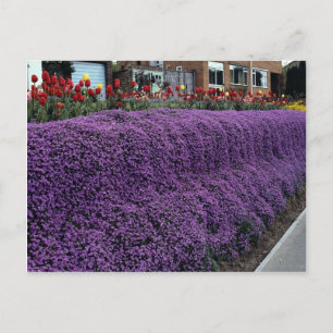 Carte Postale Aubreitta banque avec Alyssum saxatile et tulipes