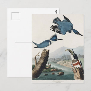 Carte Postale Audubon Belted Kingfisher Peinture d'oiseaux sauva