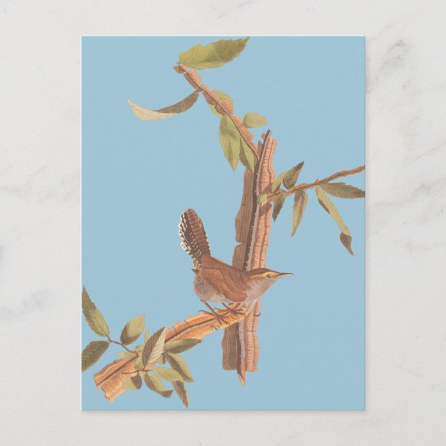 Carte Postale Audubon Bewick's Wren Solitaire Song Bird sur Bran (Devant)