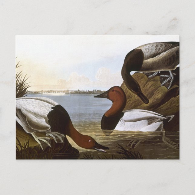 Carte Postale Audubon : Canvasback (Devant)