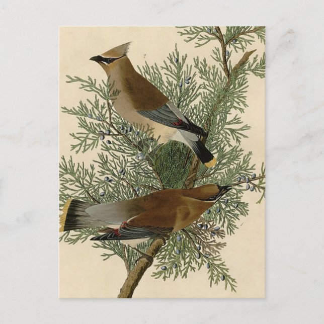 Carte Postale Audubon Cèdre cire oiseau (Devant)