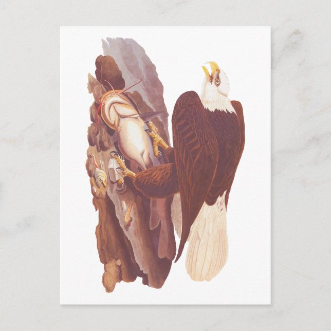 Carte Postale Audubon Classic Bald Eagle avec poisson frais (Devant)