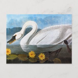 Carte Postale Audubon : Cygne commun