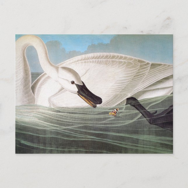 Carte Postale Audubon : Cygne trompette (Devant)