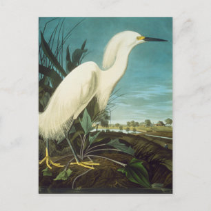 Carte Postale Audubon : Egret