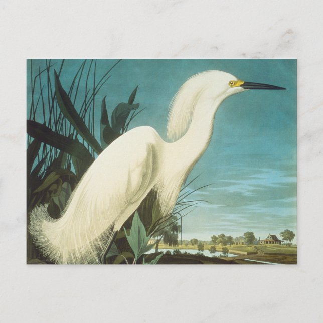 Carte Postale Audubon : Egret (Devant)