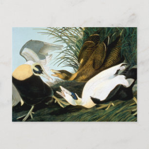 Carte Postale Audubon : Eider Duck