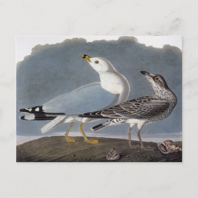 Carte Postale Audubon : Goéland à anneaux (Devant)