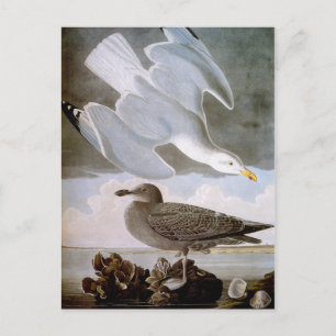 Carte Postale Audubon : Goéland argenté