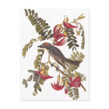 Audubon Grey Kingbird sur Hummingbird