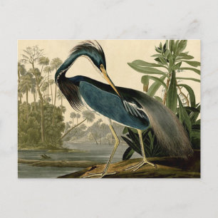 Carte Postale Audubon Héron de Louisiane Oiseaux Amérique Art
