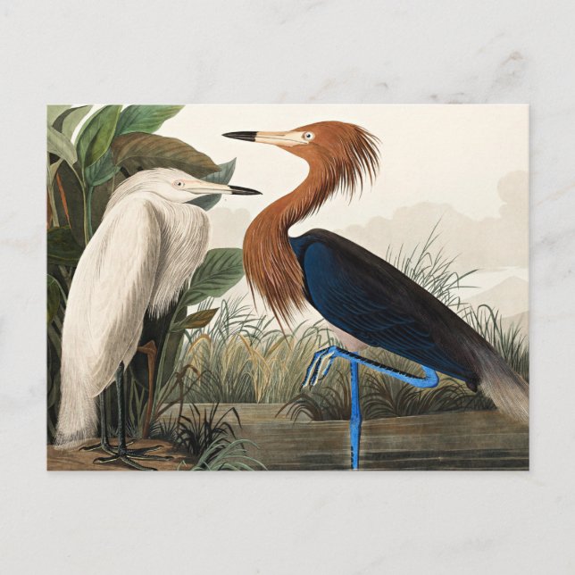 Carte Postale Audubon - Héron pourpré  (Devant)