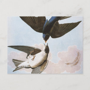 Carte Postale Audubon : Hirondelle d'arbre