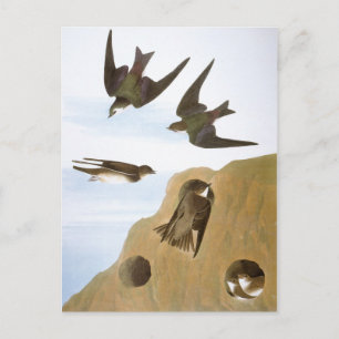 Carte Postale Audubon : hirondelles