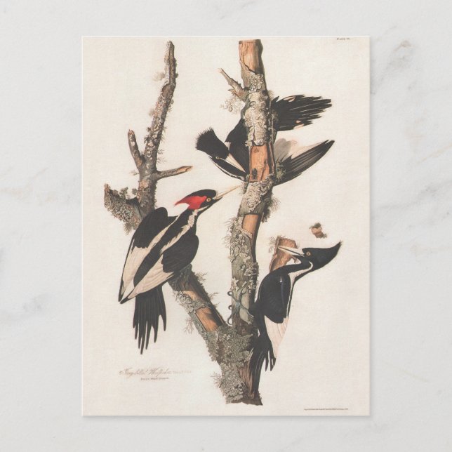 Carte Postale Audubon Ivory-Billed (Devant)