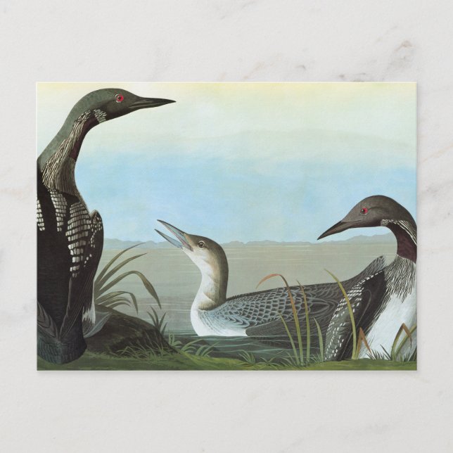 Carte Postale Audubon : Loon arctique (Devant)