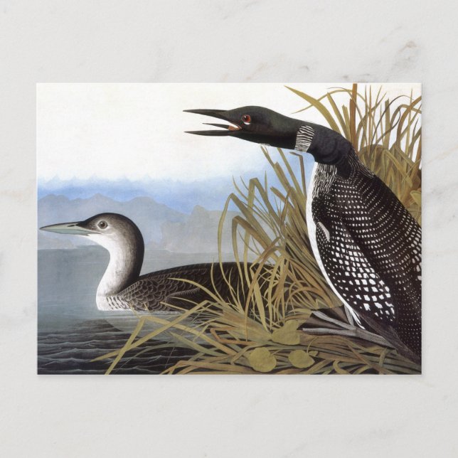 Carte Postale Audubon : Loon commun (Devant)