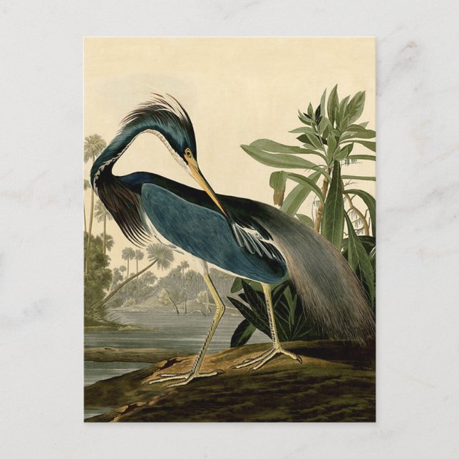 Carte Postale Audubon Louisiana Heron Birds America Art (Devant)