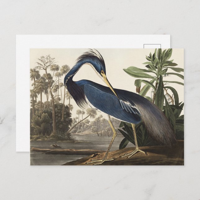 Carte Postale Audubon Louisiana Heron Birds of America Art Impri (Devant / Derrière)