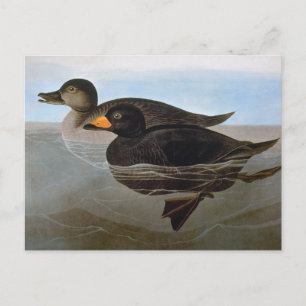 Carte Postale Audubon : Macreuse noire