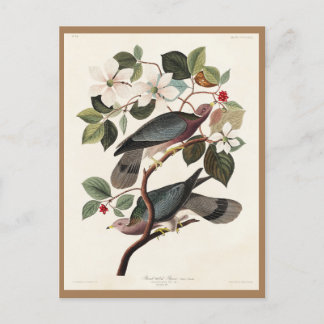Carte Postale Audubon, Oiseaux d'Amérique, Pigeon, Nature, Vinta