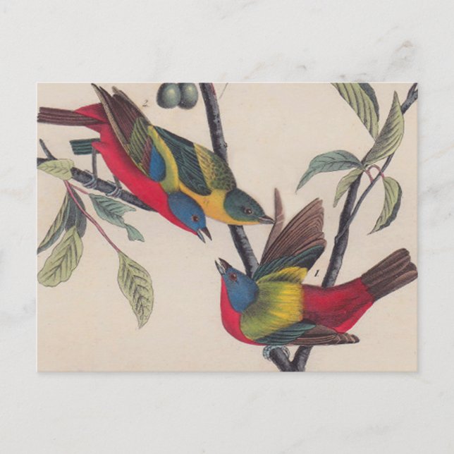 Carte Postale Audubon Peint Bunting Bird Wildlife (Devant)
