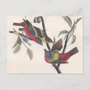 Carte Postale Audubon Peint Bunting Bird Wildlife