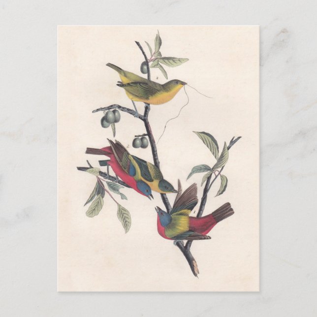 Carte Postale Audubon Peint Bunting Bird Wildlife (Devant)