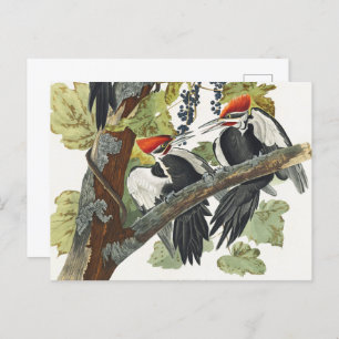 Carte Postale Audubon Peinture d'Oiseaux Pic Pilé