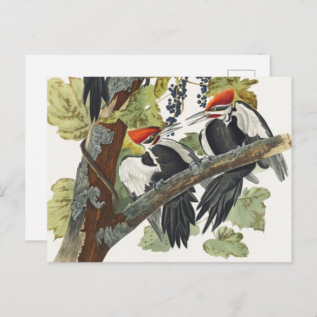 Carte Postale Audubon Peinture d'Oiseaux Pic Pilé (Devant / Derrière)